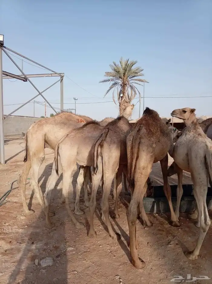 قعدان حاشي مستورد ومرابي وزن صافي يصل الي 160 كيلو 1