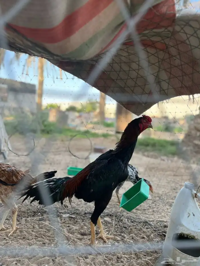 ديك تركي ارتفاعه 3 ابلكات العمر 10 شهور الى 11 على السوم 1