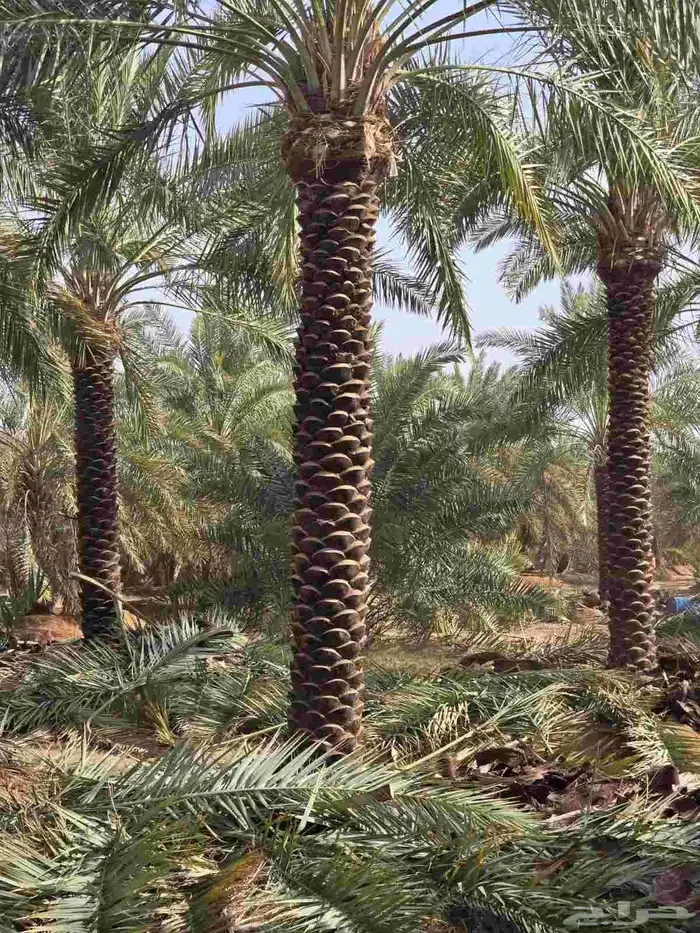 نخل واشنطونيا الزينه الامريكي ابومروحه 1