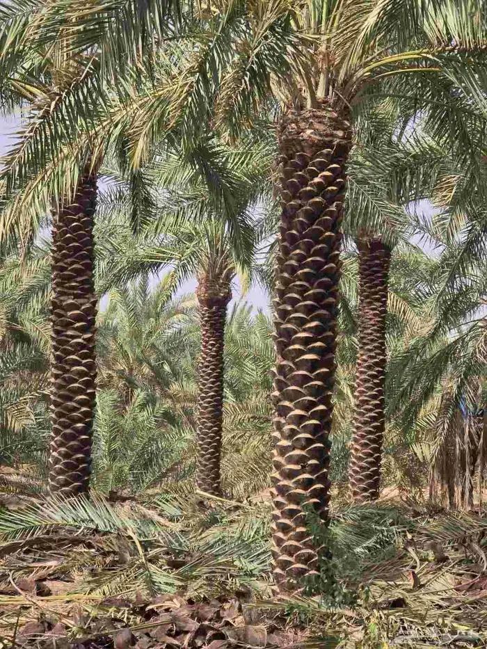 نخل واشنطونيا الزينه الامريكي ابومروحه 0