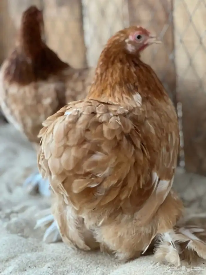 طقم كوشن اصفر 2