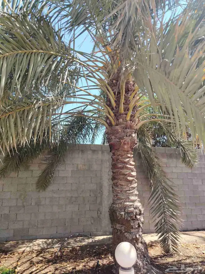 ابوياسين لبيع جميع انواع النخيل البلدي والواشنطن 2