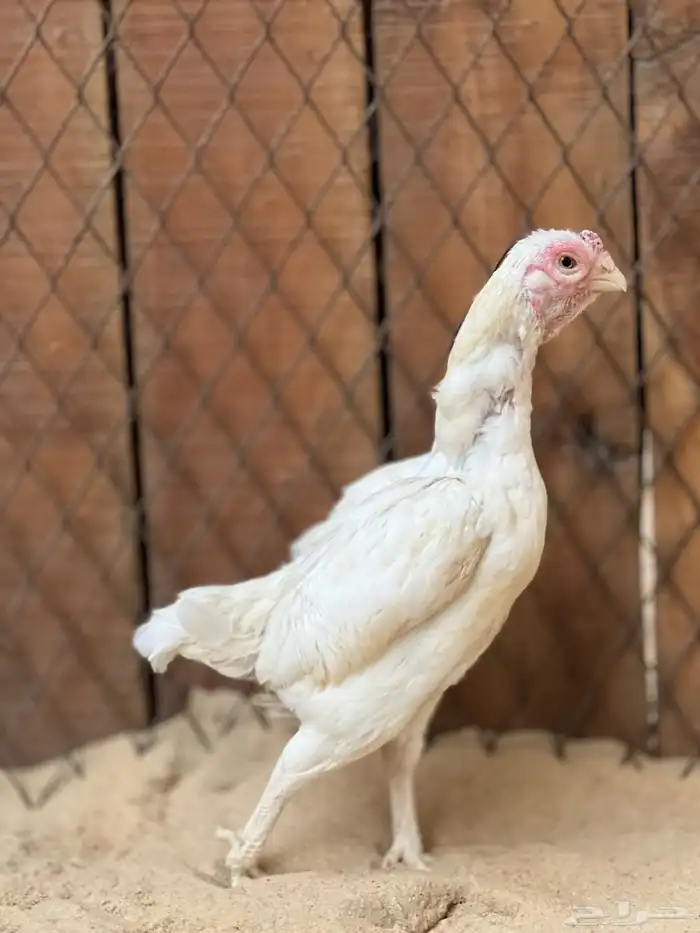 جوز فايتر(هندي قزم ) كوشامو قزم 1