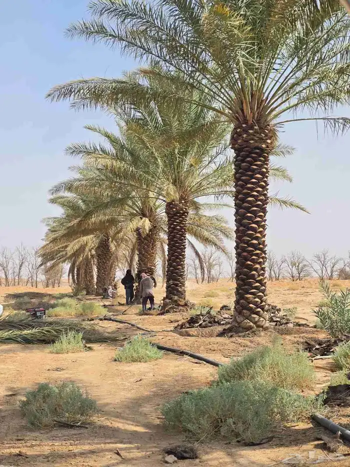 لبيع وتوريد جميع انواع النخيل 0