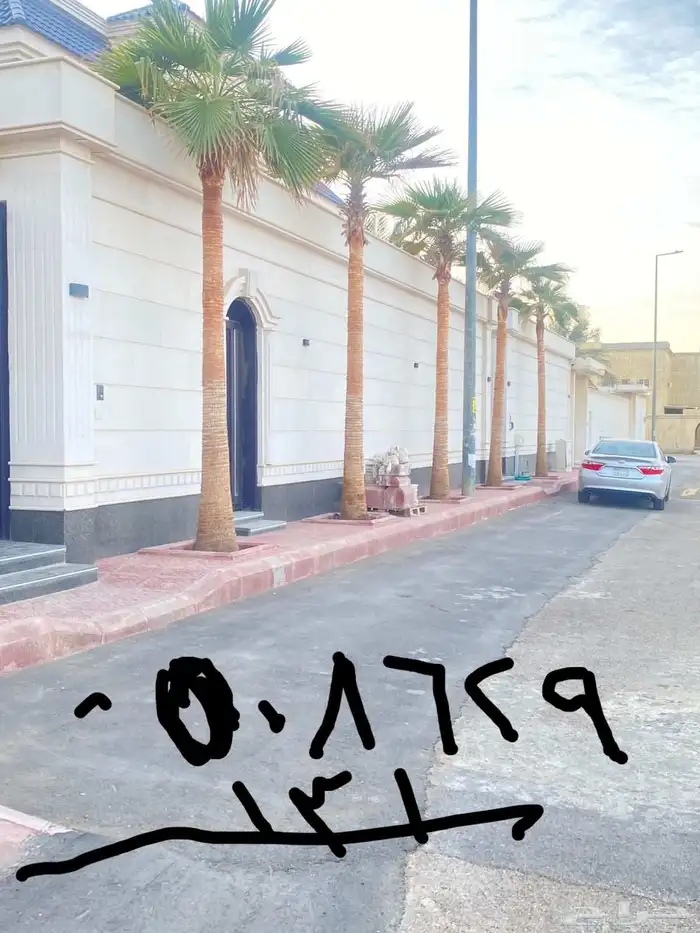 نخيل  واشنطني  الخرج  الحوطة القصيم الرياض مناطق المملكة 4