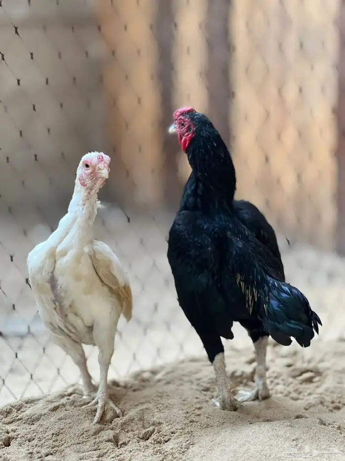 جوز فايتر(هندي قزم ) كوشامو قزم 0