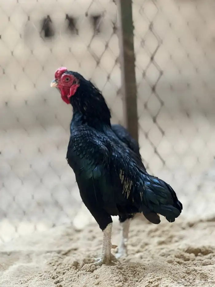 جوز فايتر(هندي قزم ) كوشامو قزم 2