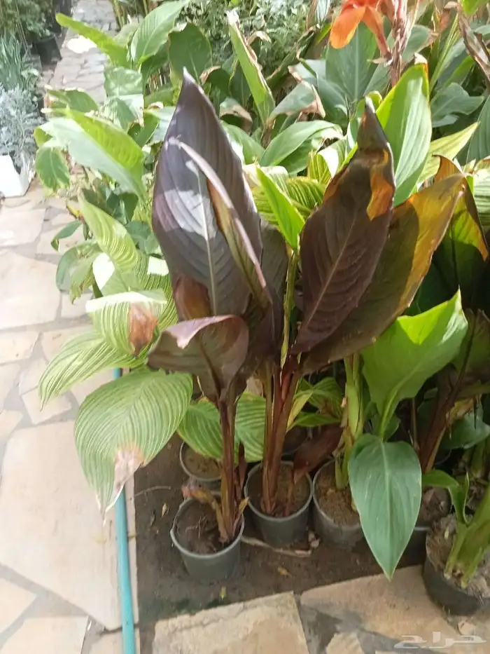 مشتل تنسيق حدائق السلطان للزهور والأشجار لدينا خبره في المجا 6