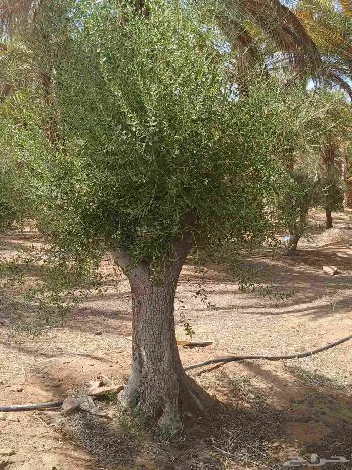 لدينا توريد جميع انواع لأشجار زيتون 1