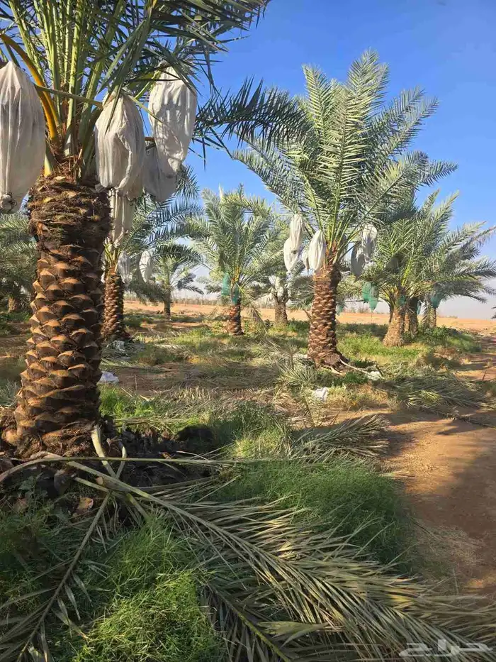 لبيع وتوريد جميع انواع النخيل 4