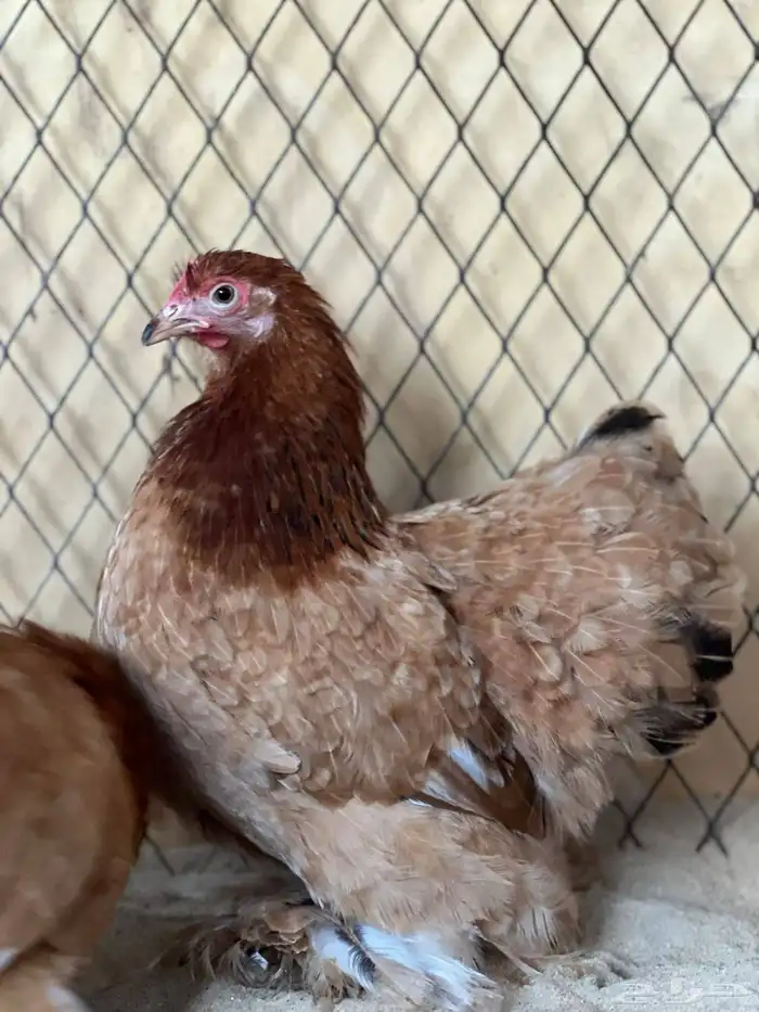 طقم كوشن اصفر 1