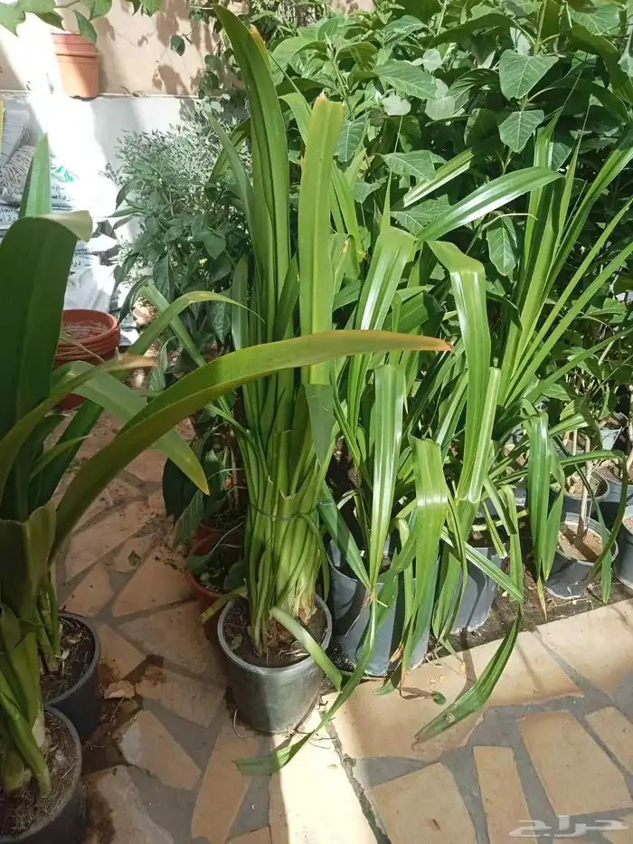 مشتل تنسيق حدائق السلطان للزهور والأشجار لدينا خبره في المجا 8