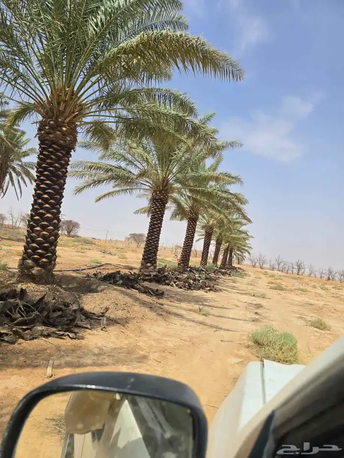 لبيع وتوريد جميع انواع النخيل 3