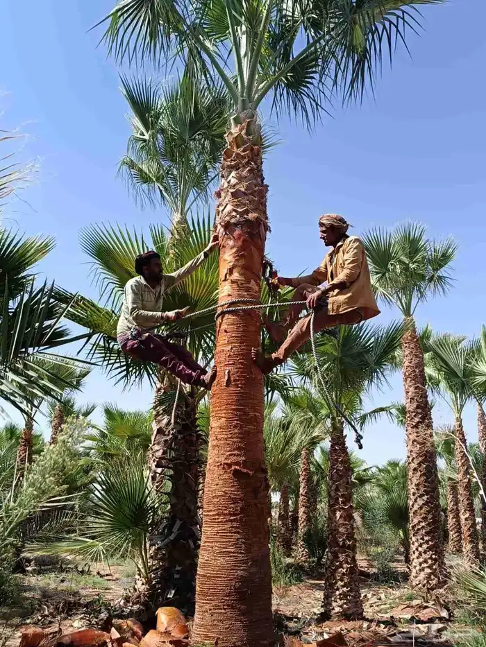 يوجد الدينا توريد ونخل 0