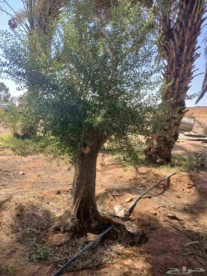 لدينا توريد جميع انواع لأشجار زيتون 0