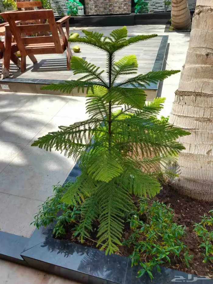 زراعة وتنسيق الحدائق كل مايخص الديكورات المنزليه 8