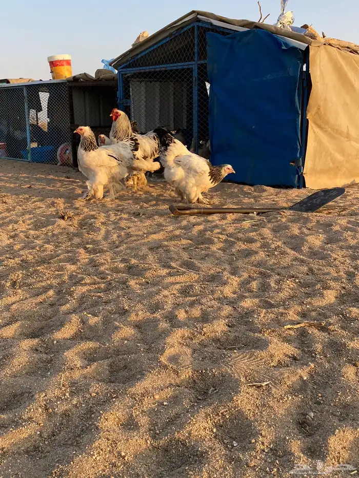 جوز فروخ طيبه مره 6