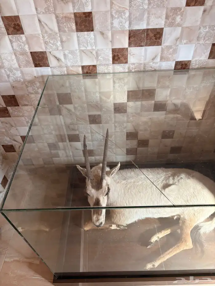 المها العربي محنط 4