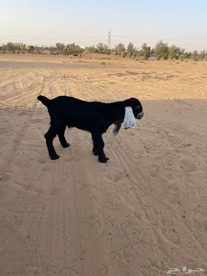 للبيع تيس 0