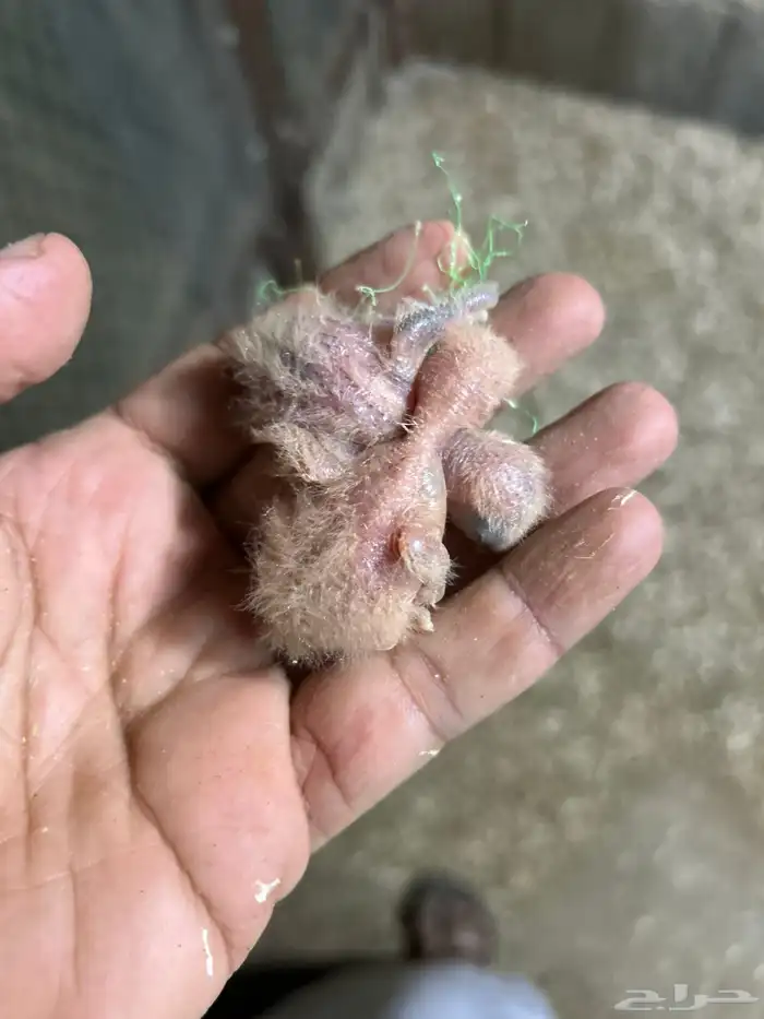 فروخ كروان و فروخ روز غر كلها 1