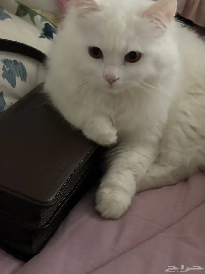 قطط للتبني 14