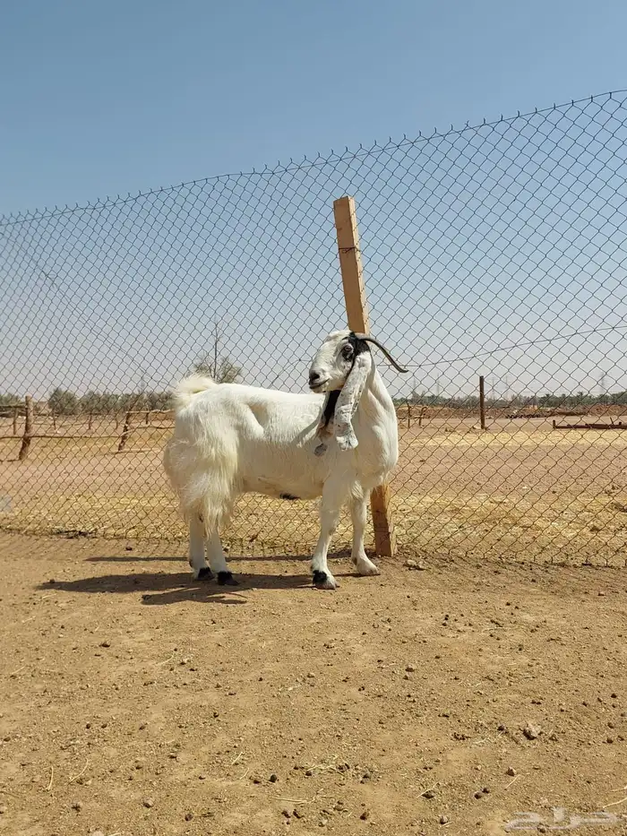 بيعن الله يبارك له عنزين مصريات 0