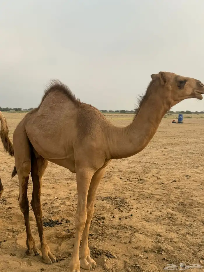 قعدان بلدي كفوو 10