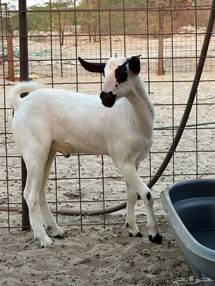 تيس بيشي مشروع 1