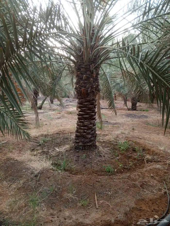 نخل للبيع 8