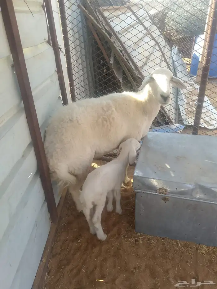 البيع 0