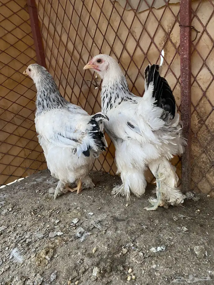 فروخ كلومبي 5