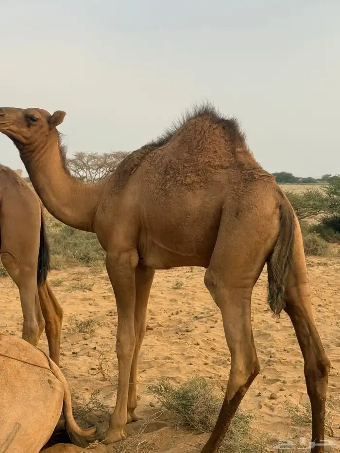 قعدان بلدي كفوو 0