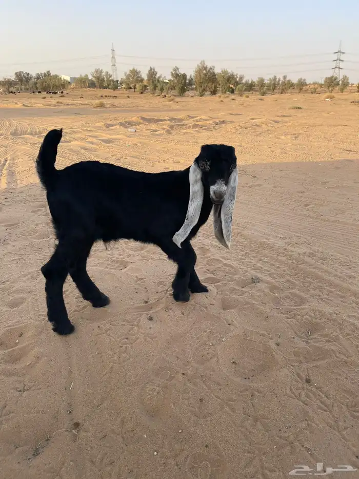 للبيع تيس 1