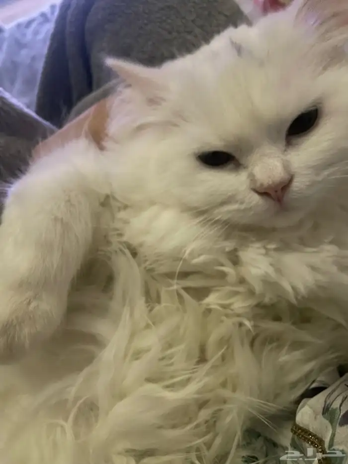 قطط للتبني 13