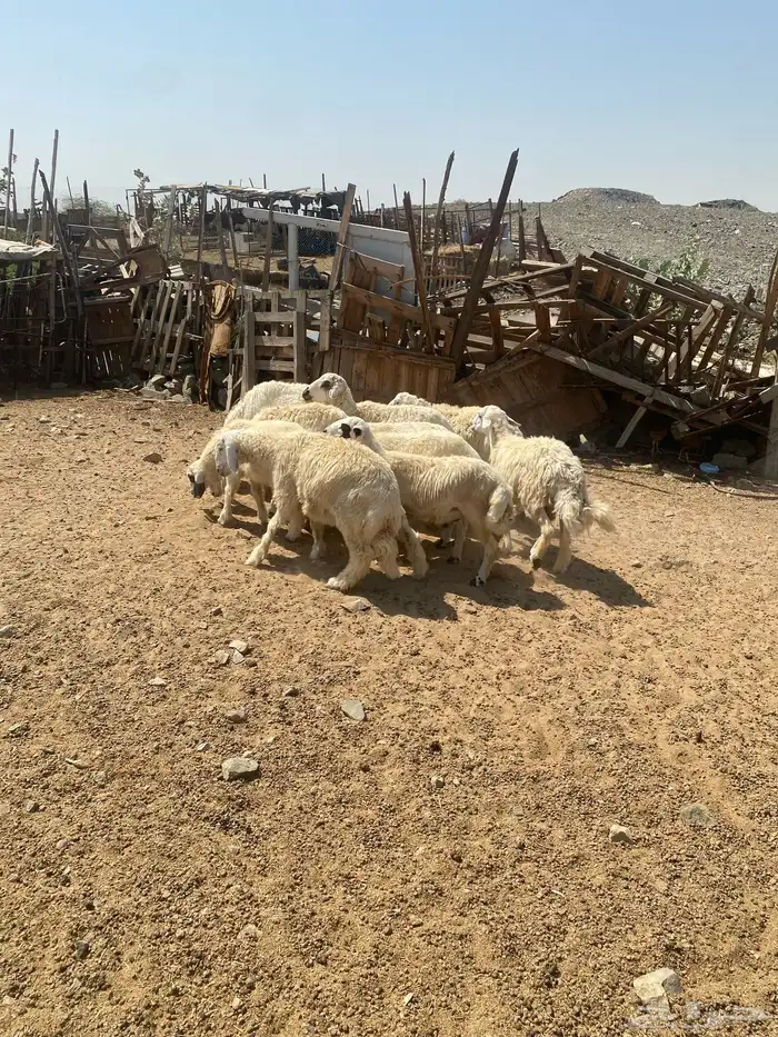 ذبايح طليان و رخال يوجد تقسيط تابي يوجد توصيل 2