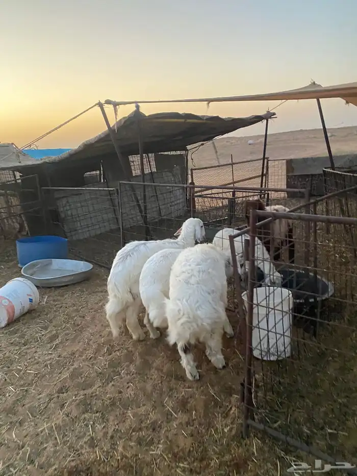 خروفين ورخل تم البيع 0