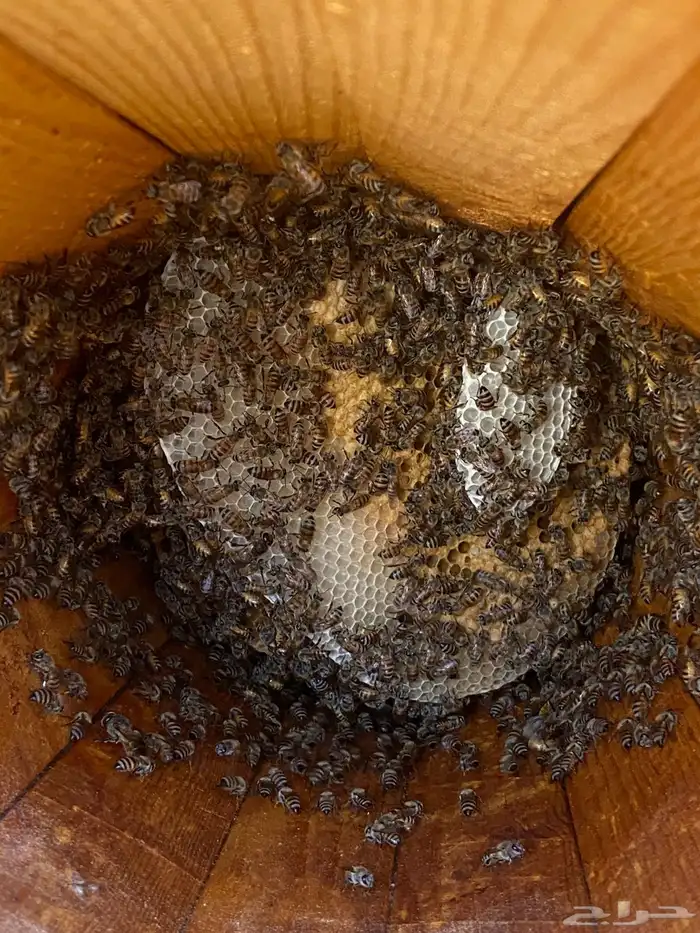 نحل بلدي للبيع 4