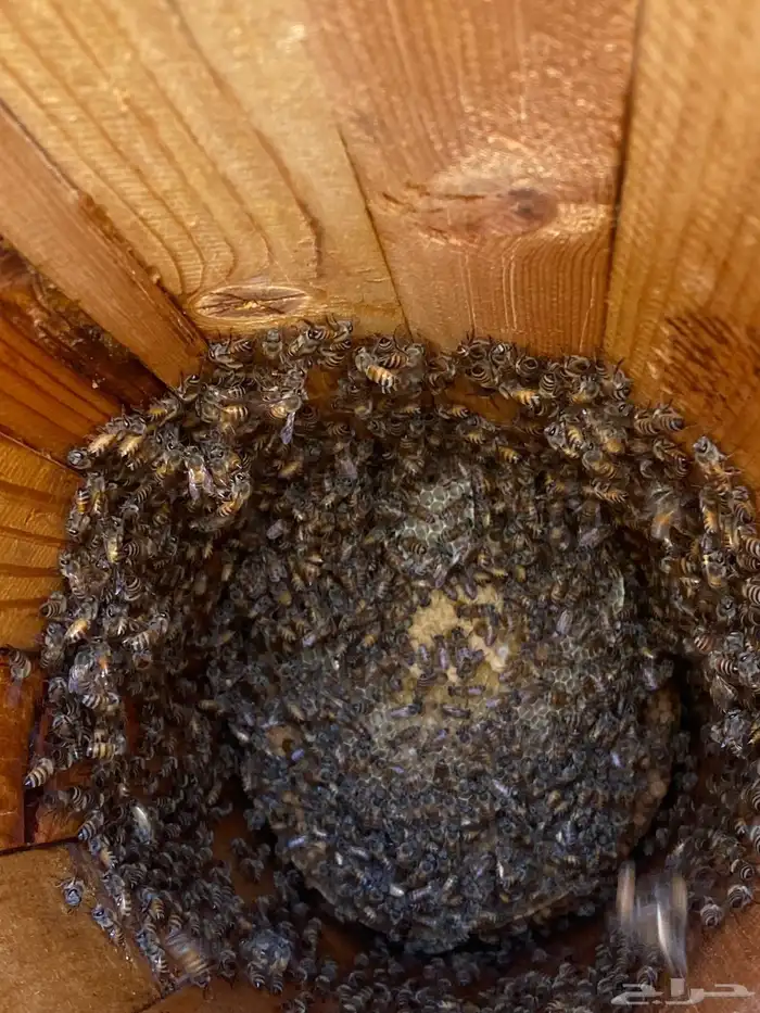 نحل بلدي للبيع 3