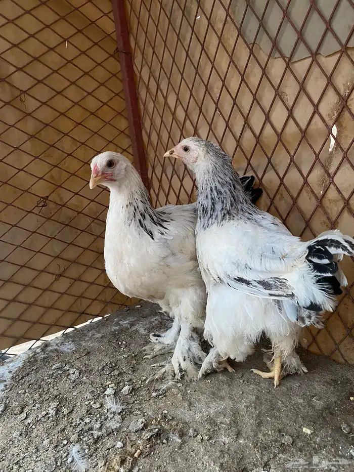 جوز فروخ طيبه مره 1