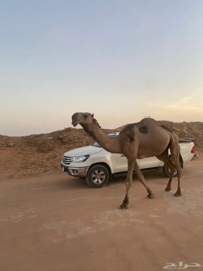 فحل ثني حمر 1