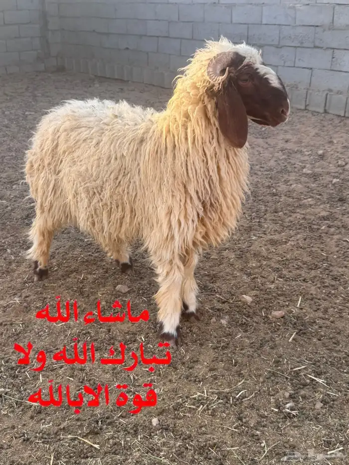 خروف فحل صنف فاخر طيب 0