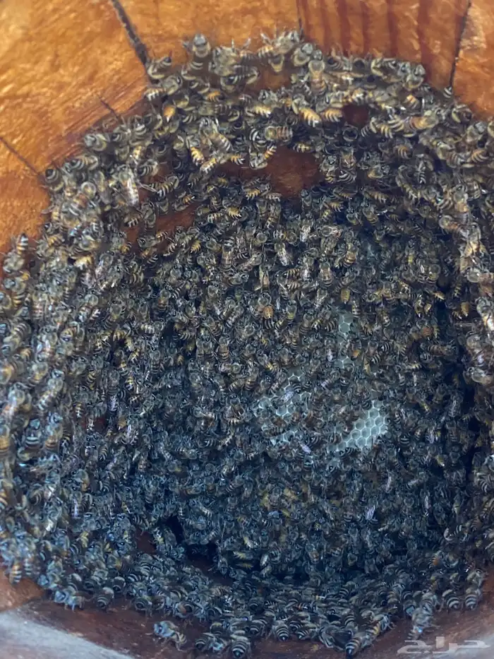 نحل بلدي للبيع 2