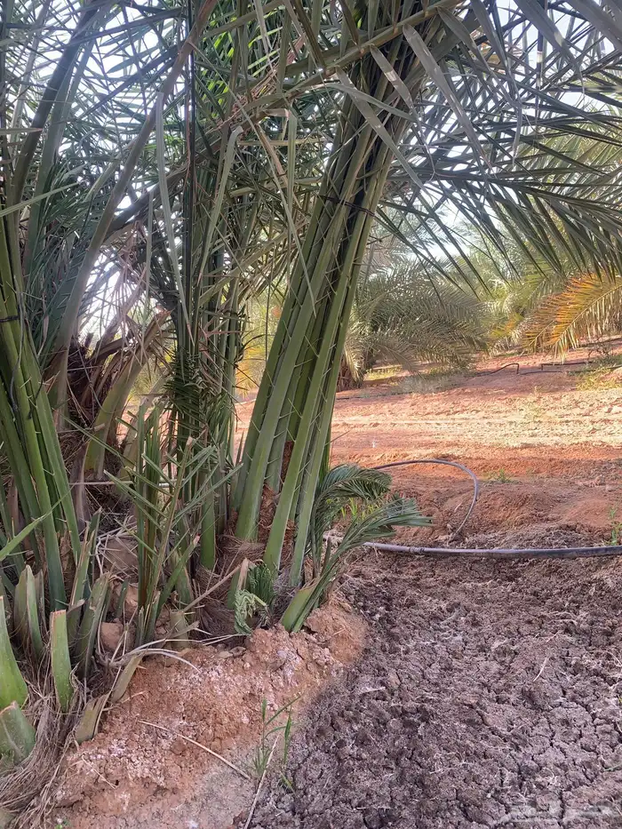 نخيل نوادر للبيع حوشانة ونانة شيرازي سكري حمراء 2
