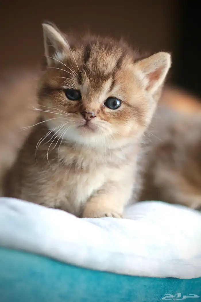 سكوتش قولد تايجر 1