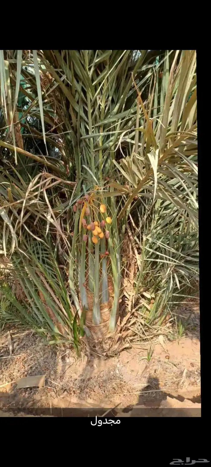 نخل عربي مثمر للبيع 3