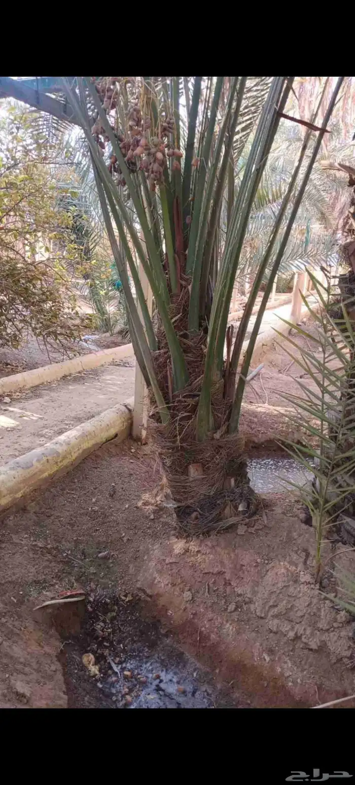 نخل عربي مثمر للبيع 7