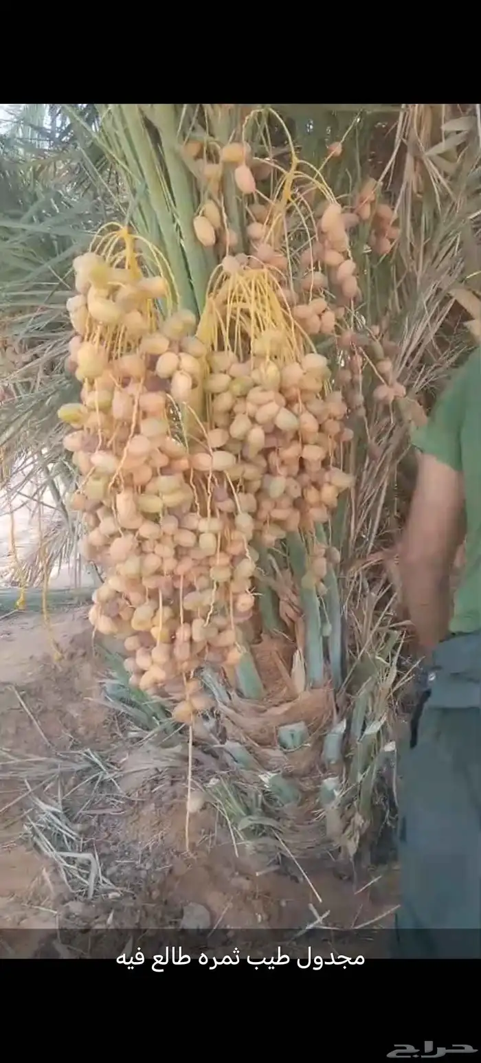 نخل عربي مثمر للبيع 2