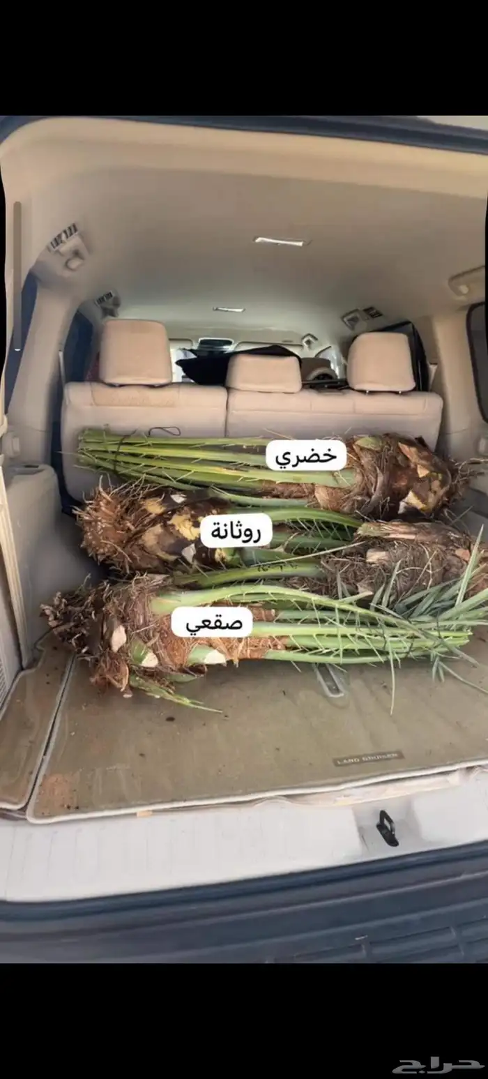 نخل عربي مثمر للبيع 1