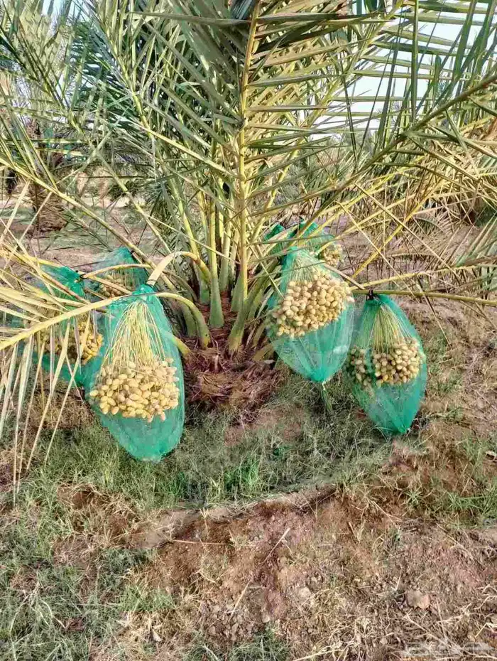 نخل مثمر للبيع نخل واشنطني زينه أمريكي نقايل صقعي برحي وغيره 8