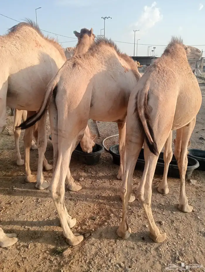 قعدان صوماليه تربيه أوزان طيبه 3